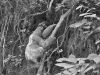 Sloth Climbing