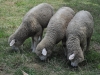Sheep III
